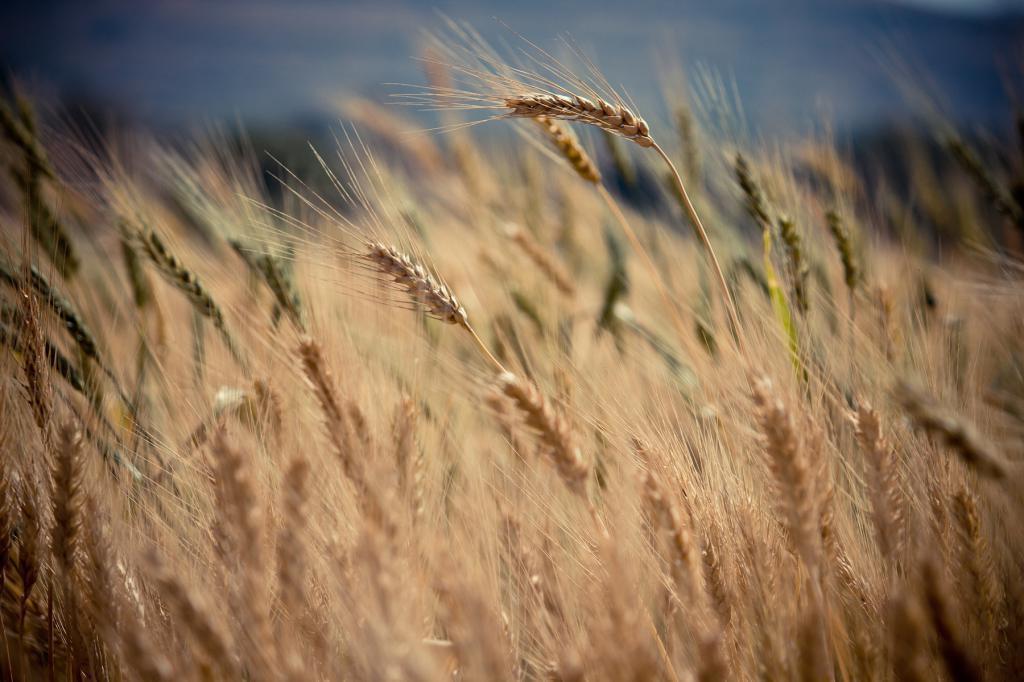 White Wheat