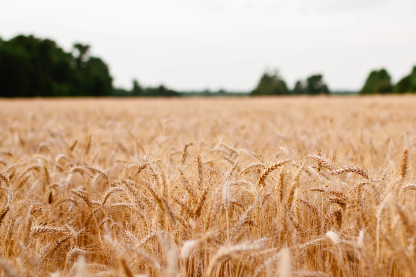 Red Spring Wheat