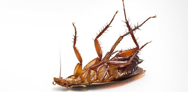 <span style="font-weight: bold;">Pest Control</span>